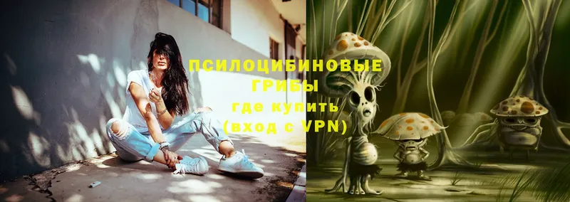 Псилоцибиновые грибы Psilocybe  где найти   Игра 